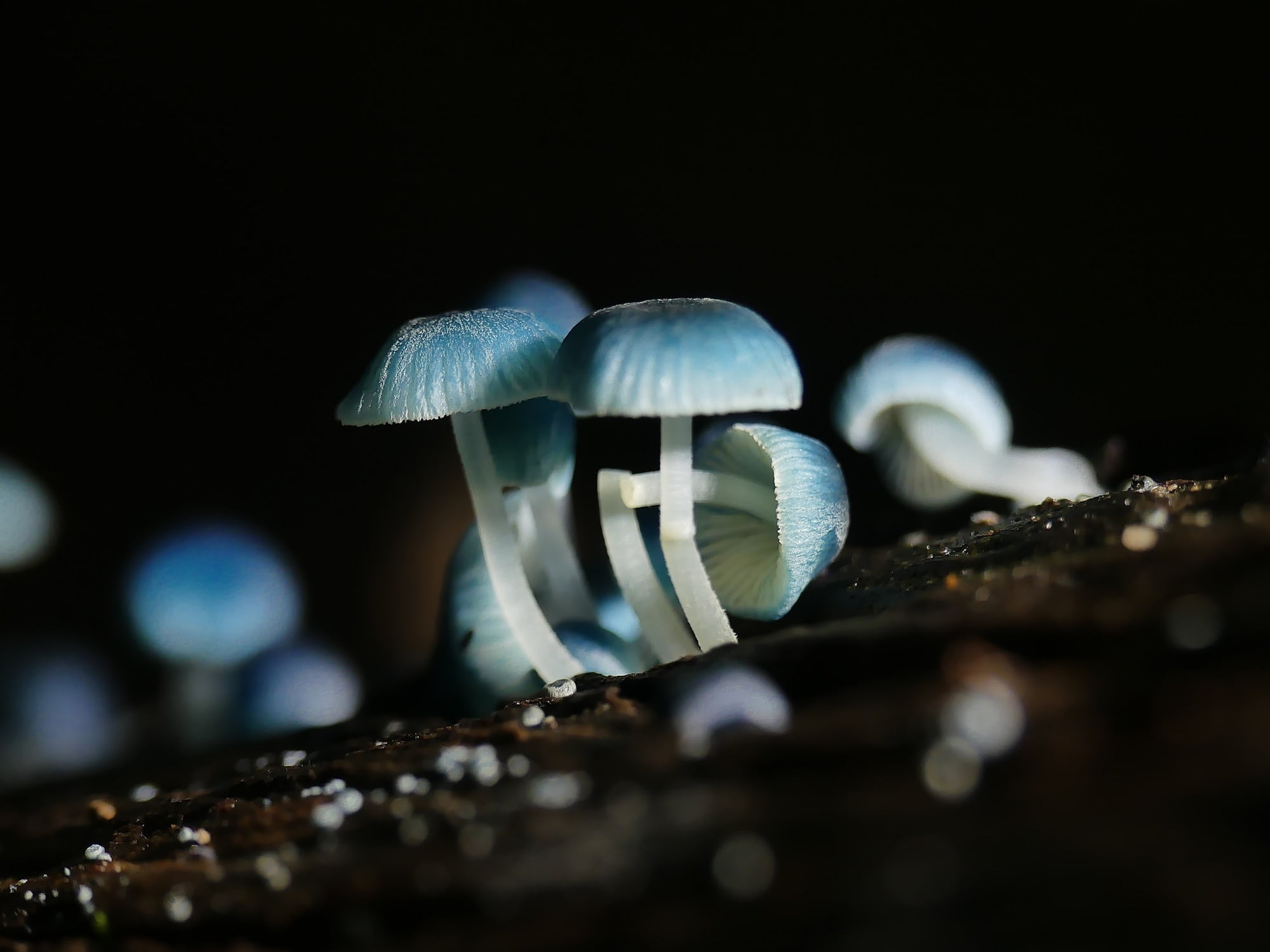 Pixie's Parasol (Mycena interrupta), Belair SA © Marianne Broug