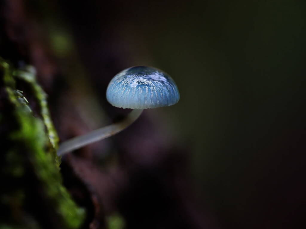 Pixie's Parasol (Mycena interrupta), Belair SA © Marianne Broug