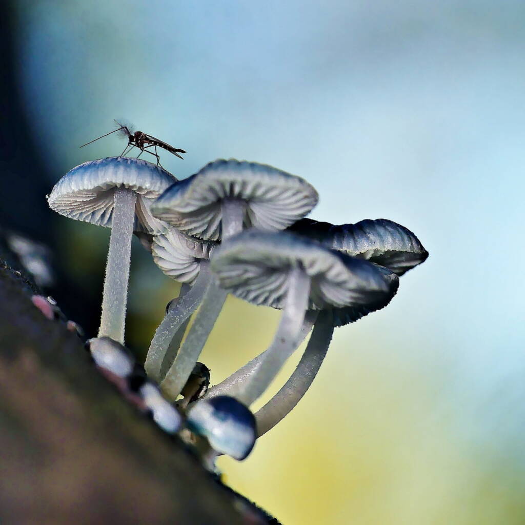 Pixie's Parasol (Mycena interrupta), Belair SA © Marianne Broug