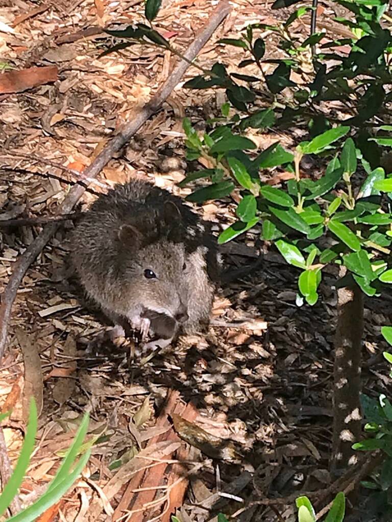 Long-nosed Potoroo (Potorous tridactylus), Cleland Wildlife Park SA © Marianne Broug
