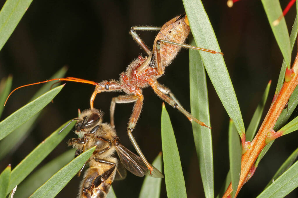 Genus Pristhesancus - Assassin bug with bee, Ballandean QLD © Marc Newman