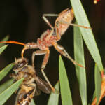 Genus Pristhesancus - Assassin bug with bee, Ballandean QLD © Marc Newman