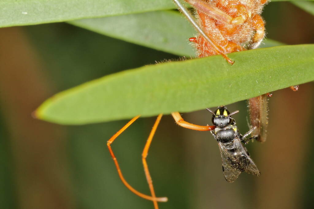 Genus Pristhesancus - Assassin bug with Hylaeine Bee, Ballandean QLD © Marc Newman