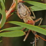 Genus Pristhesancus - Assassin bug with Hylaeine Bee, Ballandean QLD © Marc Newman