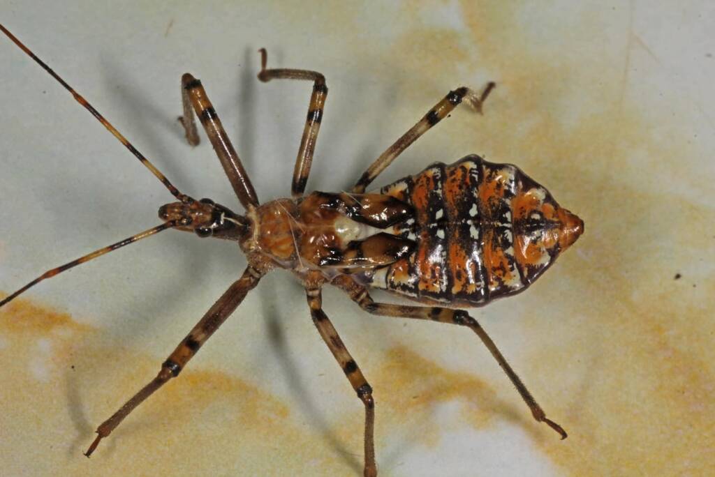 Pristhesancus plagipennis (5th instar), Ballandean QLD © Marc Newman