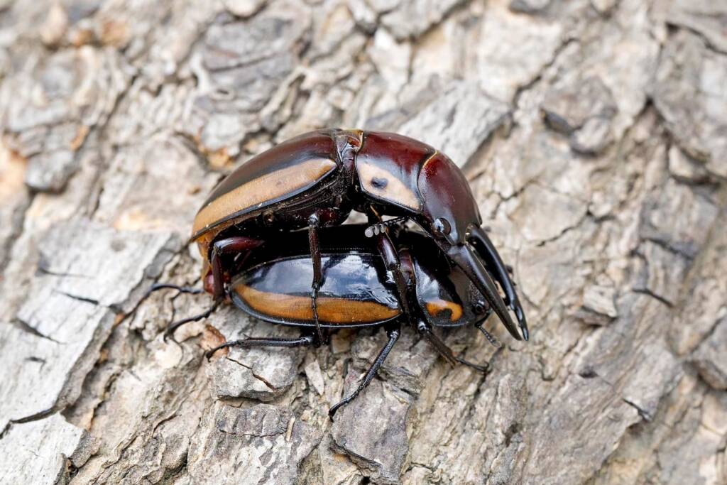 Prosopocoilus torresensis (Lifecyle of), QLD © Hongming Kan