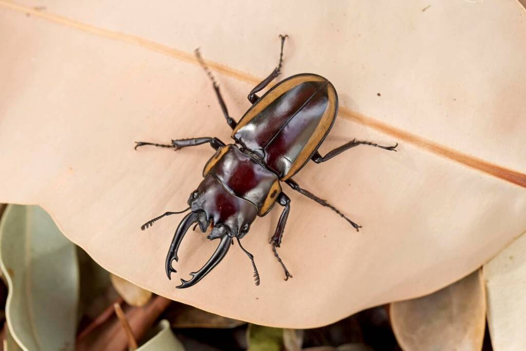 Prosopocoilus torresensis, QLD © Hongming Kan
