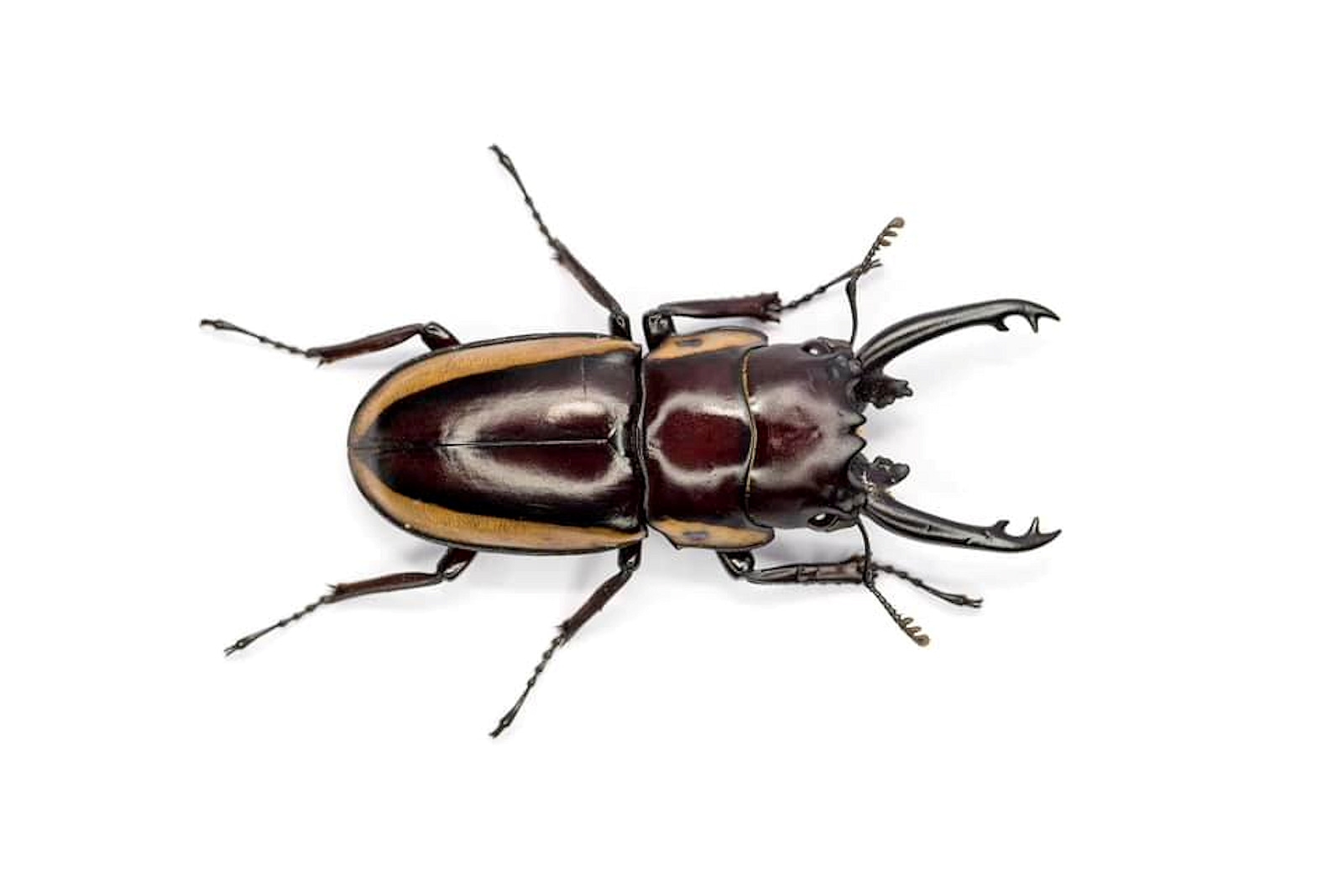 Prosopocoilus torresensis, QLD © Hongming Kan