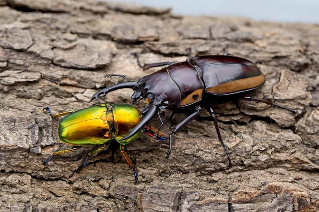 Prosopocoilus torresensis, QLD © Hongming Kan