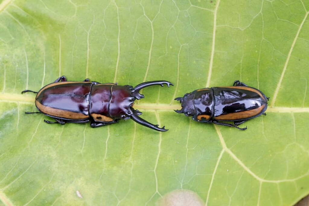 Prosopocoilus torresensis, QLD © Hongming Kan