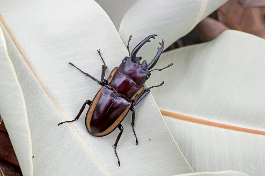 Prosopocoilus torresensis, QLD © Hongming Kan