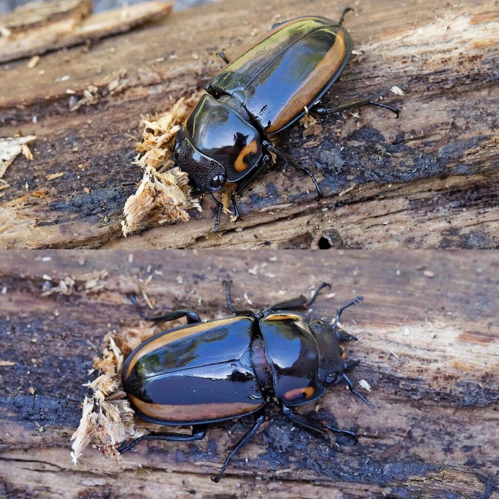 Prosopocoilus torresensis (Lifecyle of), QLD © Hongming Kan