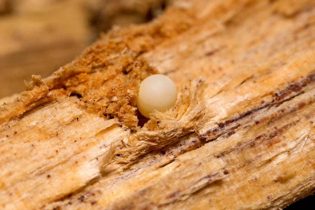 Prosopocoilus torresensis (Lifecyle of), QLD © Hongming Kan