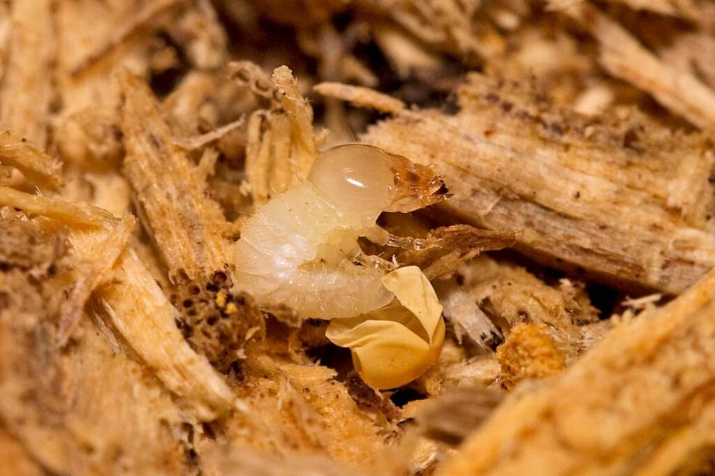 Prosopocoilus torresensis (Lifecyle of), QLD © Hongming Kan