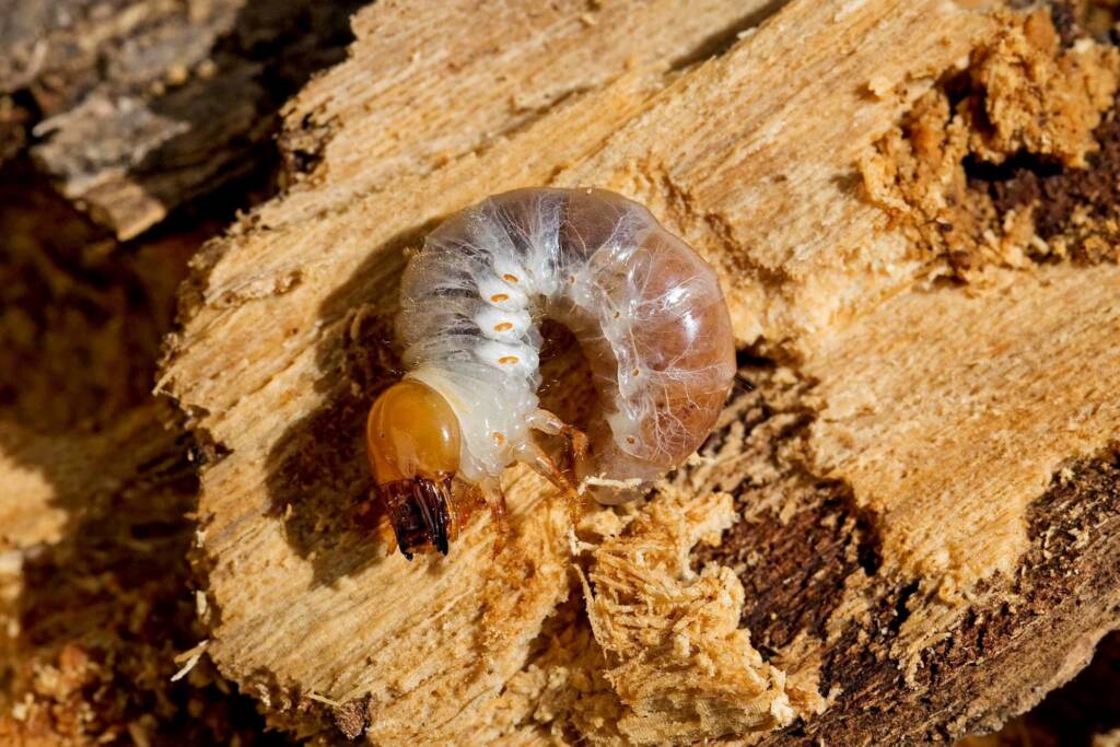 Prosopocoilus torresensis (Lifecyle of), QLD © Hongming Kan