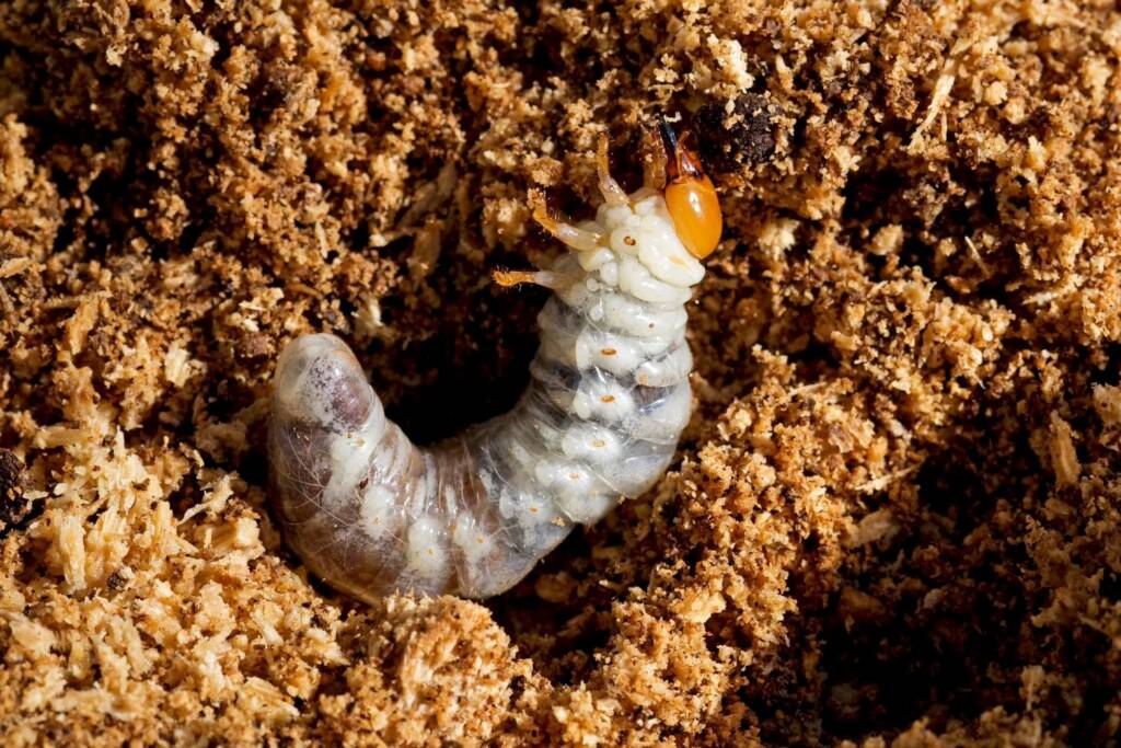 Prosopocoilus torresensis (Lifecyle of), QLD © Hongming Kan
