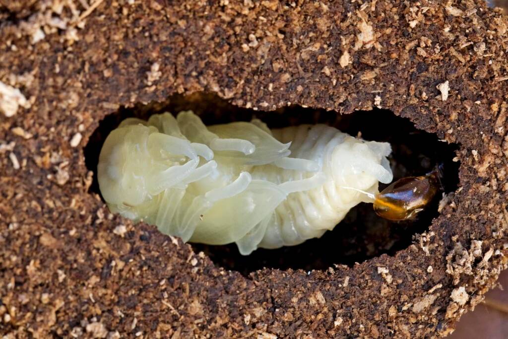 Prosopocoilus torresensis (Lifecyle of), QLD © Hongming Kan