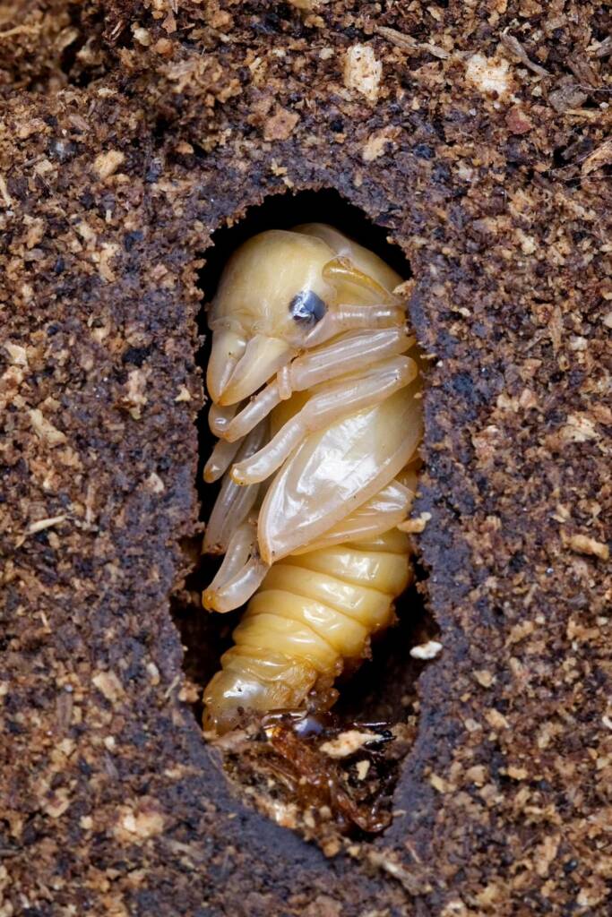 Prosopocoilus torresensis (Lifecyle of), QLD © Hongming Kan