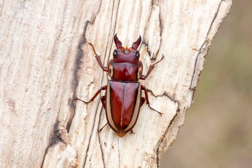 Prosopocoilus torresensis, QLD © Hongming Kan