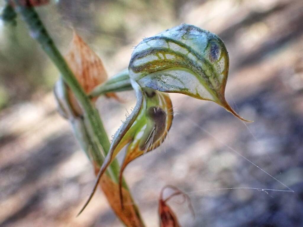 Pterostylis picta (Painted Rufous Greenhood), Great Southern Region WA © Terry Dunham