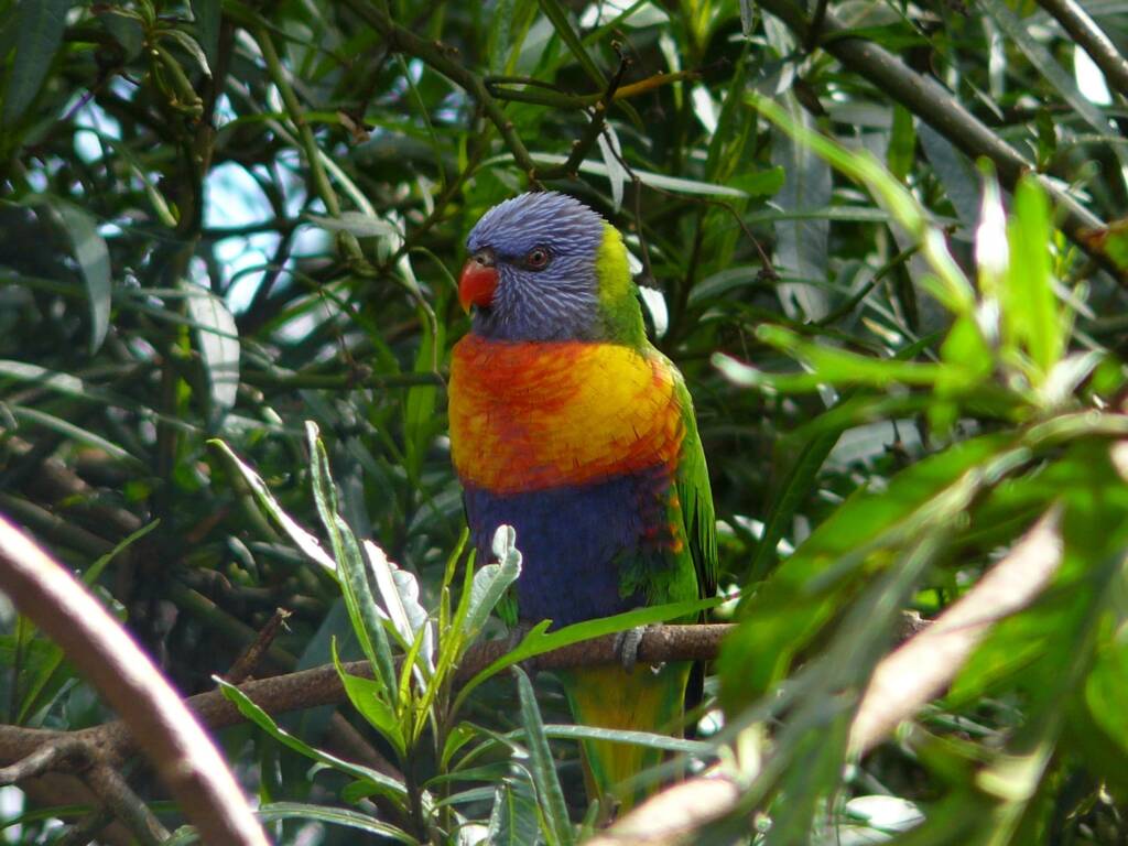 Rainbow Lorikeet (Trichoglossus moluccanus), Warrawong Wildlife Sanctuary SA © Marianne Broug