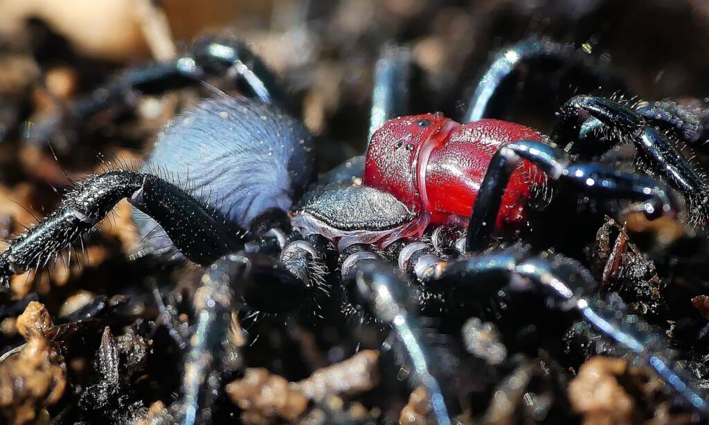 Red-headed Mouse Spider (Missulena occatoria), Belair SA © Marianne Broug