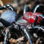 Red-headed Mouse Spider (Missulena occatoria), Belair SA © Marianne Broug