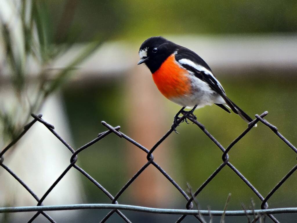 Scarlet Robin (Petroica boodang), Mylor Conservation Park SA © Marianne Broug