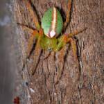 Slender Green Orbweaver (Araneus talipedatus), Belair SA © Marianne Broug