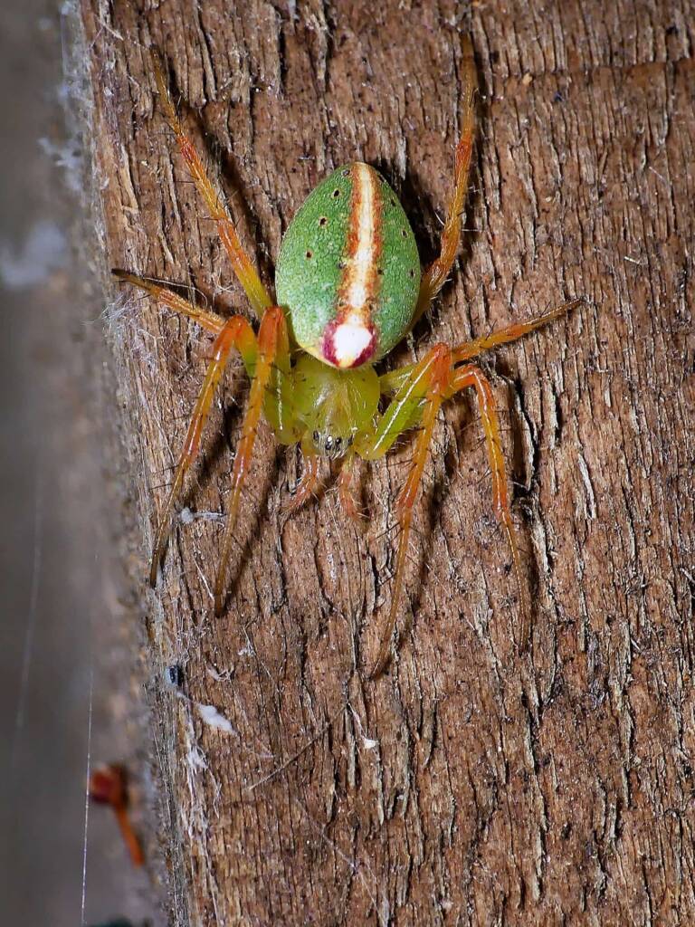Slender Green Orbweaver (Araneus talipedatus), Belair SA © Marianne Broug