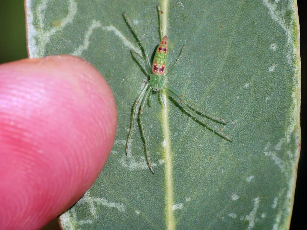 Slender Green Orbweaver (Araneus talipedatus), Belair SA © Marianne Broug