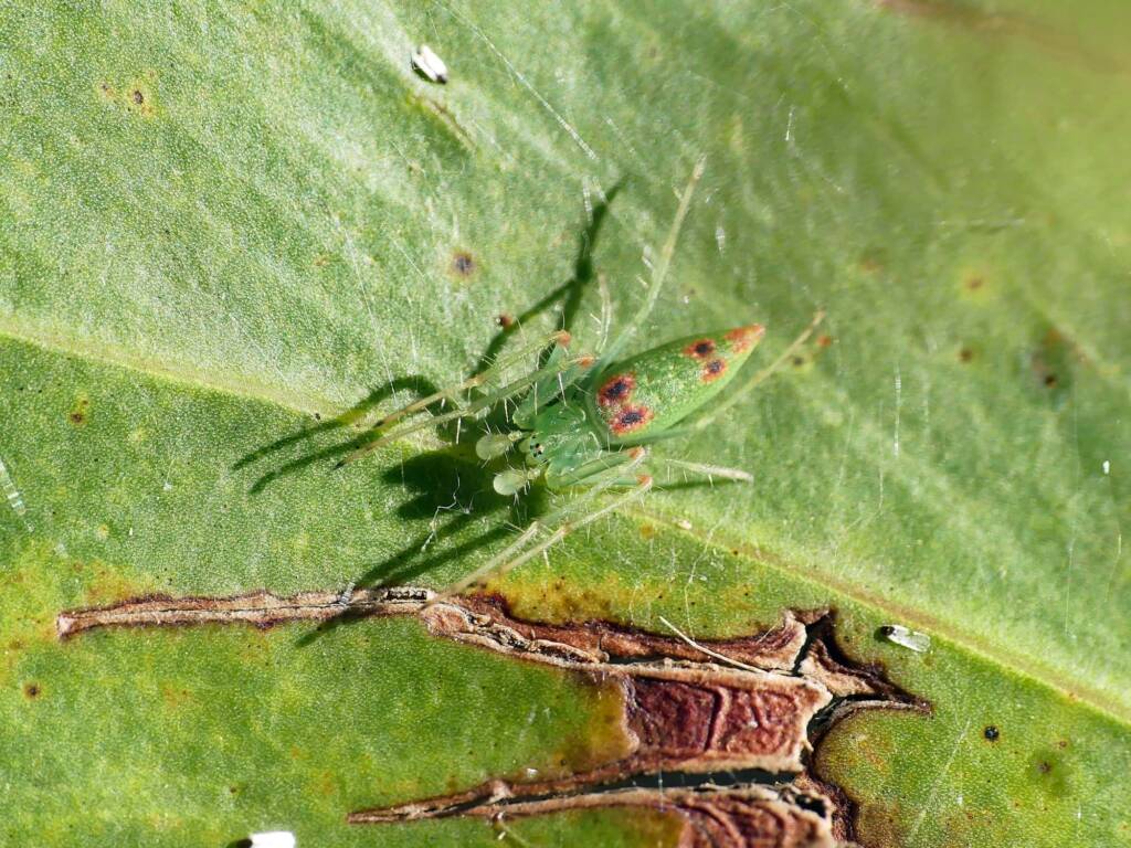 Slender Green Orbweaver (Araneus talipedatus), Belair SA © Marianne Broug