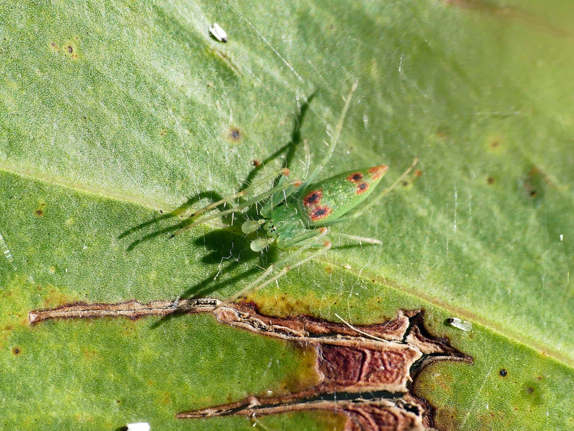 Slender Green Orbweaver (Araneus talipedatus), Belair SA © Marianne Broug