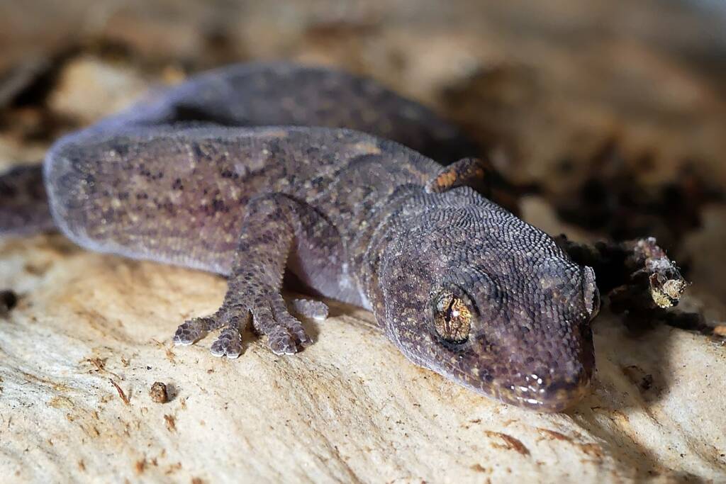 Southern Marbled Gecko (Christinus marmoratus), Belair SA © Marianne Broug