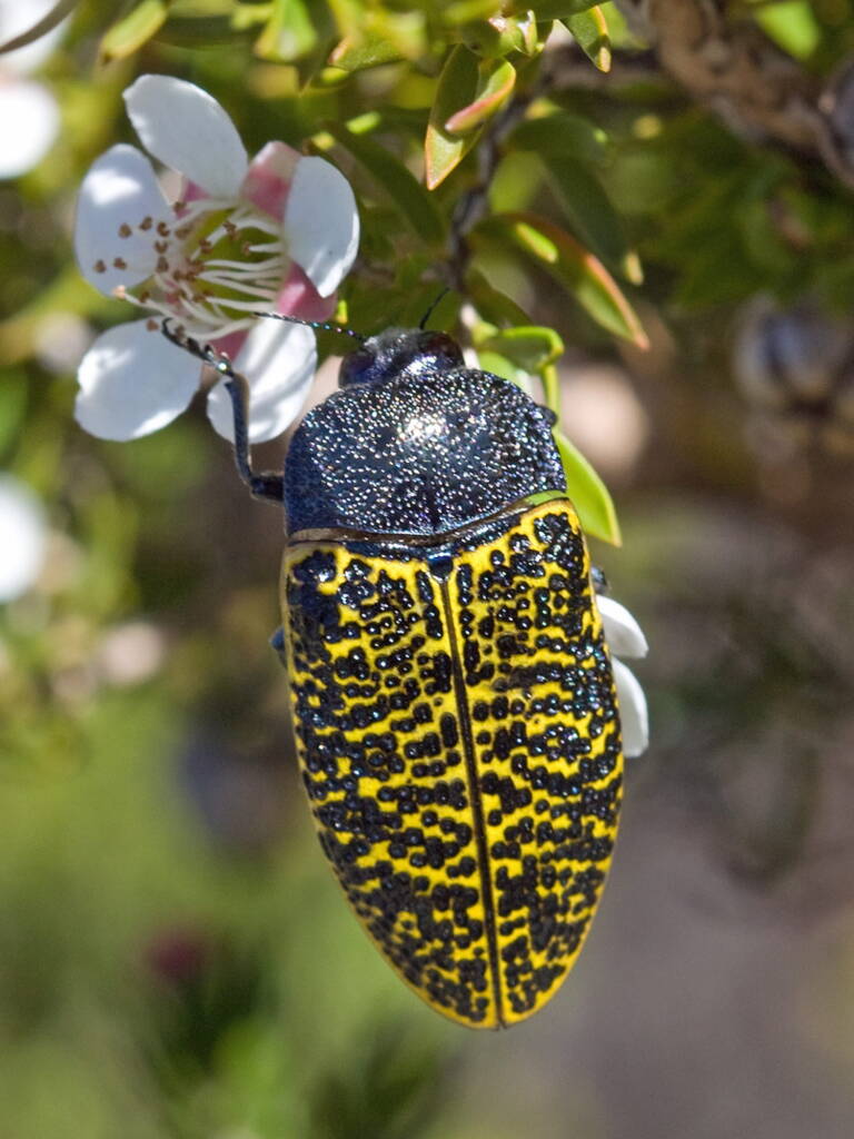 Stigmodera macularia, Girraween QLD © Michael Jefferies