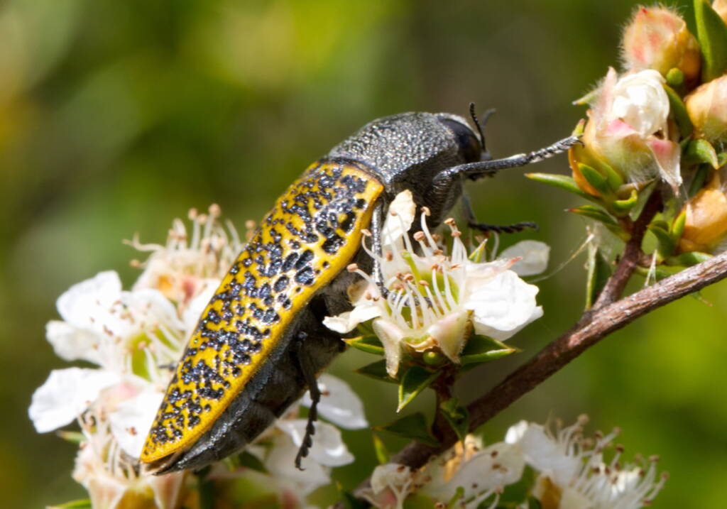 Stigmodera macularia, Girraween QLD © Michael Jefferies