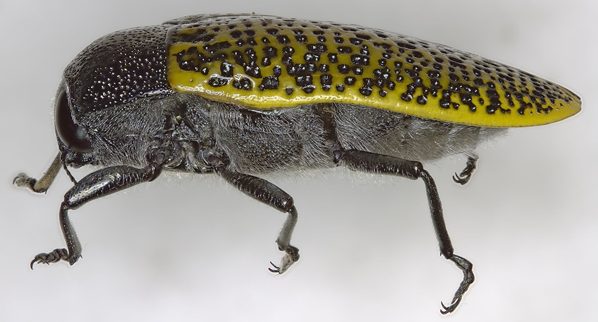 Stigmodera macularia, Girraween QLD © Michael Jefferies