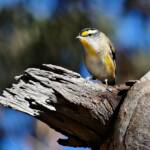 Striated Pardalote (Pardalotus striatus), Belair SA © Marianne Broug