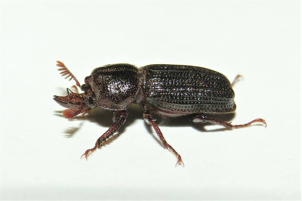 Syndesus cornutus, Wallaga Lake NSW © Deb Taylor
