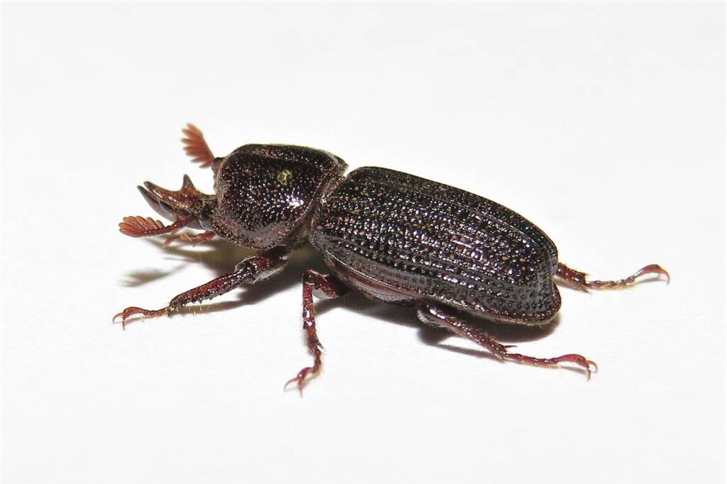 Syndesus cornutus, Wallaga Lake NSW © Deb Taylor