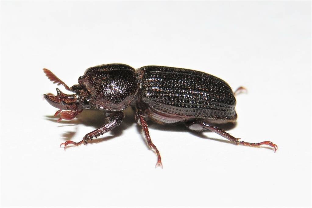 Syndesus cornutus, Wallaga Lake NSW © Deb Taylor