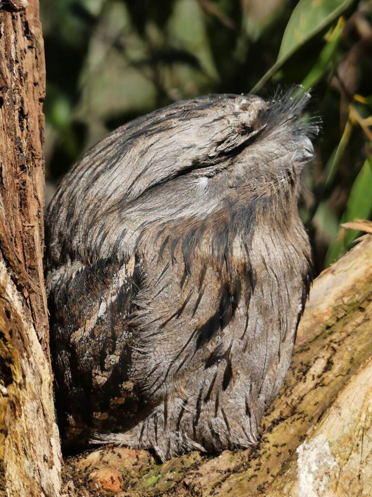Tawny Frogmouth (Podargus strigoides), Cleland Wildlife Park SA © Marianne Broug