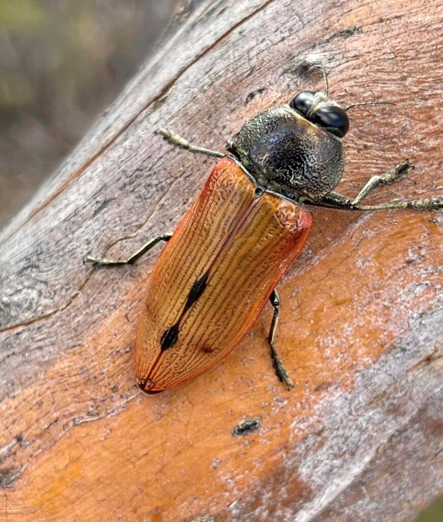 Temognatha chalcodera, west of Menzies WA © Mark Hanlon