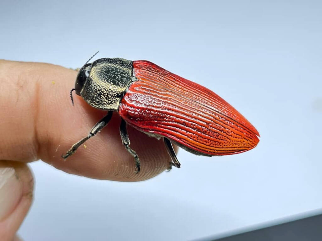 Temognatha chalcodera, WA © Mark Hanlon