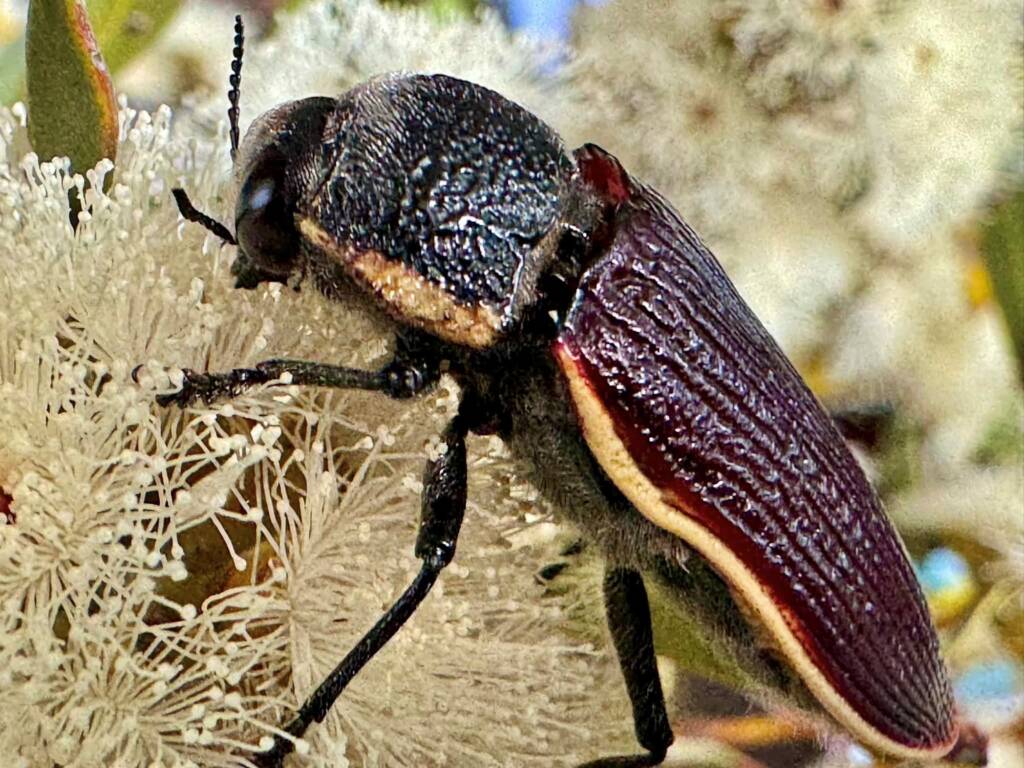 Temognatha flavocincta on mallee flowers, Hopetoun WA © Mark Hanlon