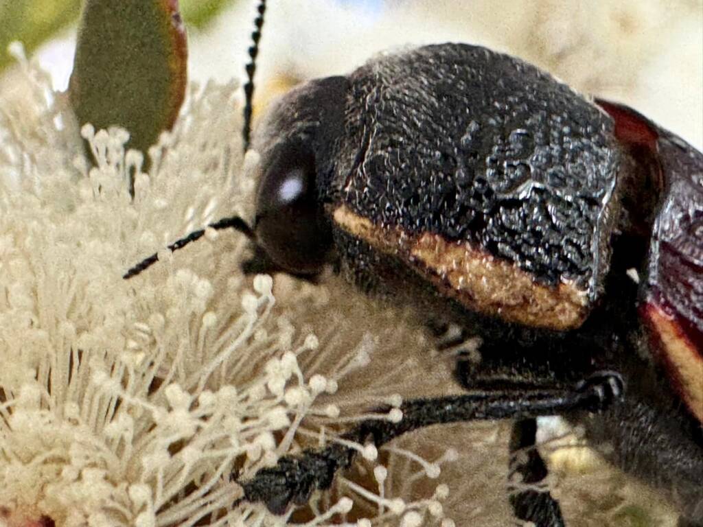 Temognatha flavocincta on mallee flowers, Hopetoun WA © Mark Hanlonq