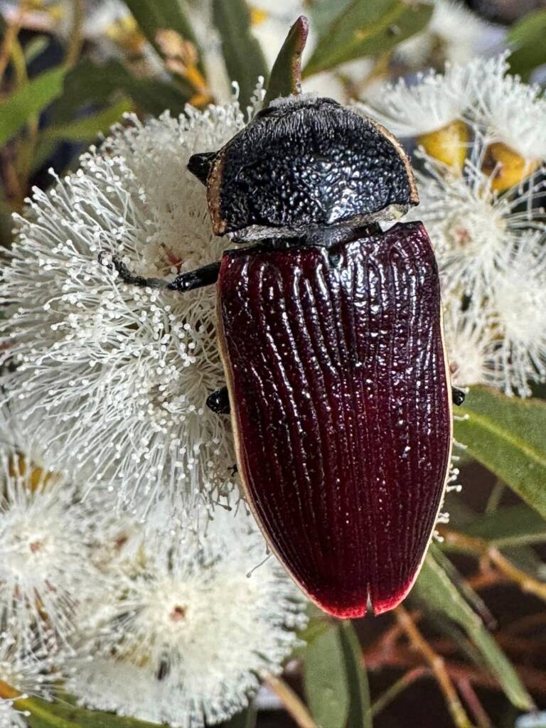 Temognatha flavocincta on mallee flowers, Hopetoun WA © Mark Hanlon