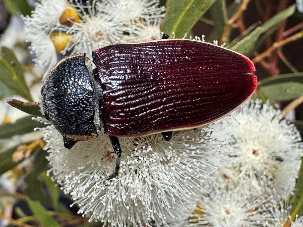 Temognatha flavocincta on mallee flowers, Hopetoun WA © Mark Hanlon