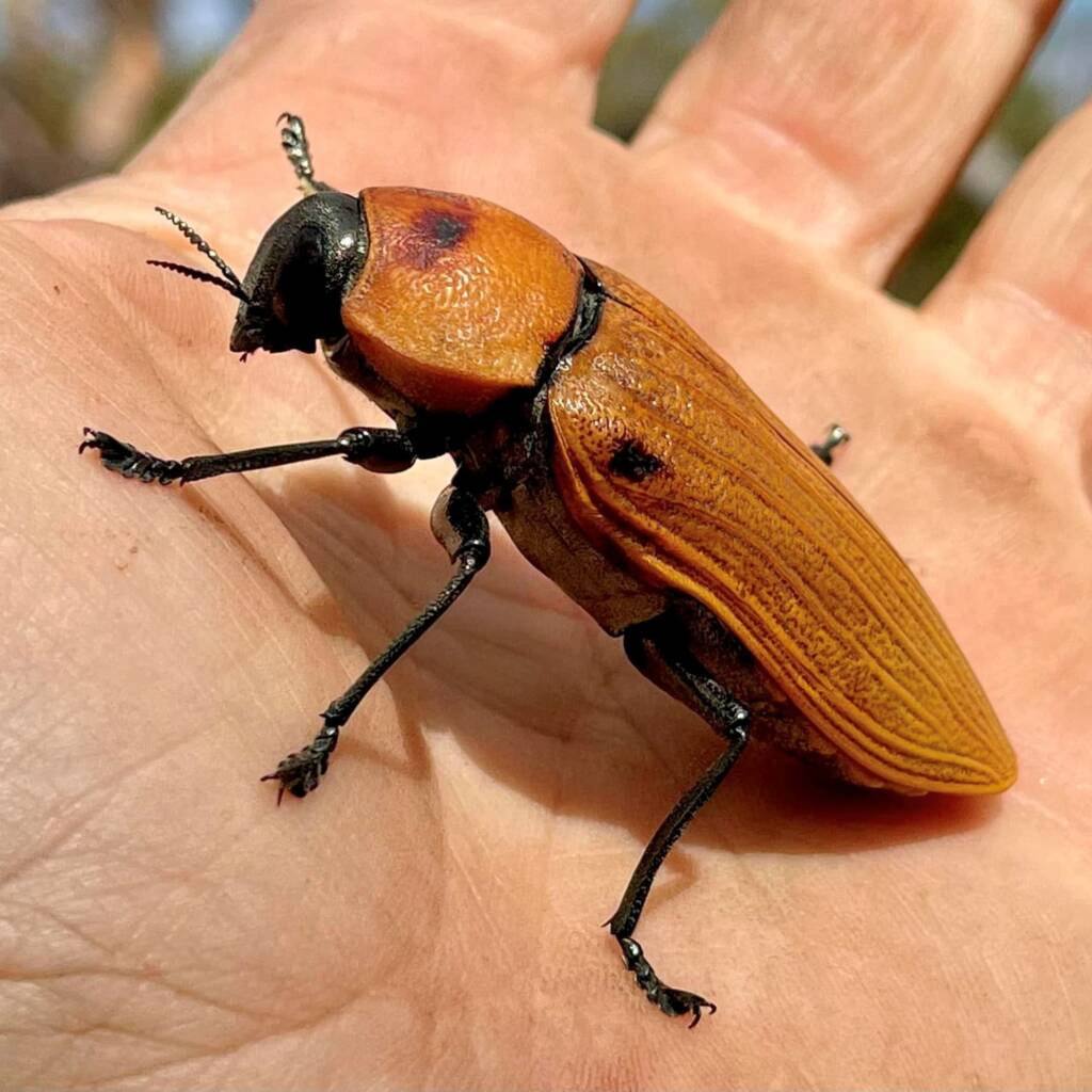 Temognatha heros (female), near Menzies WA © Mark Hanlon