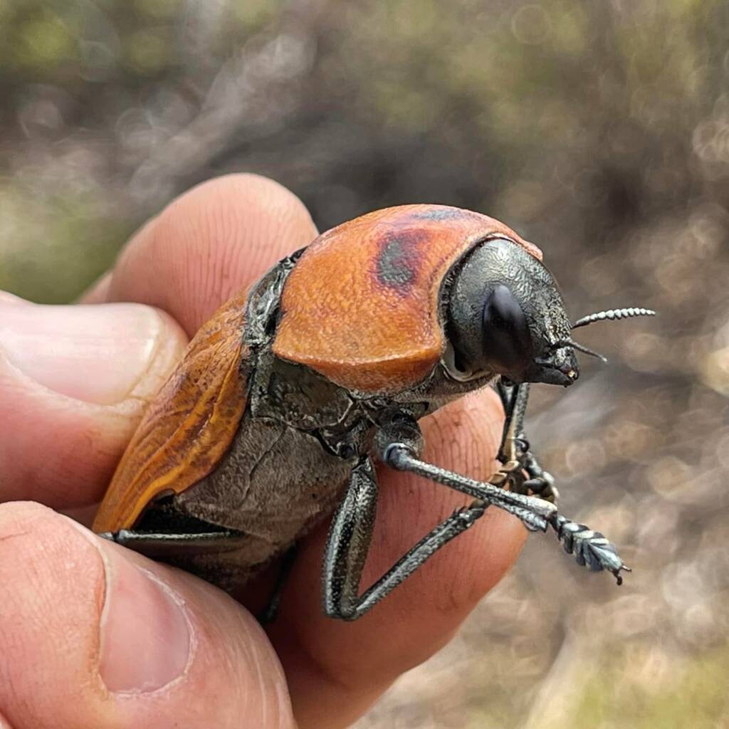 Temognatha heros (female), near Menzies WA © Mark Hanlon